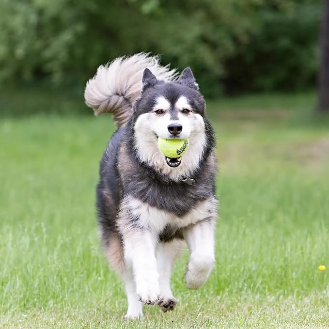 KONG SqueakAir Tennis Balls for Dogs, Medium – 6 Pack Squeaky Fetch Toys