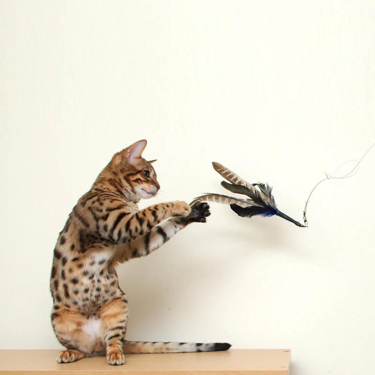 GoCat Da Bird Feather Cat Toy Refill – Handmade Interactive Cat Teaser Attachment, 1 Pack